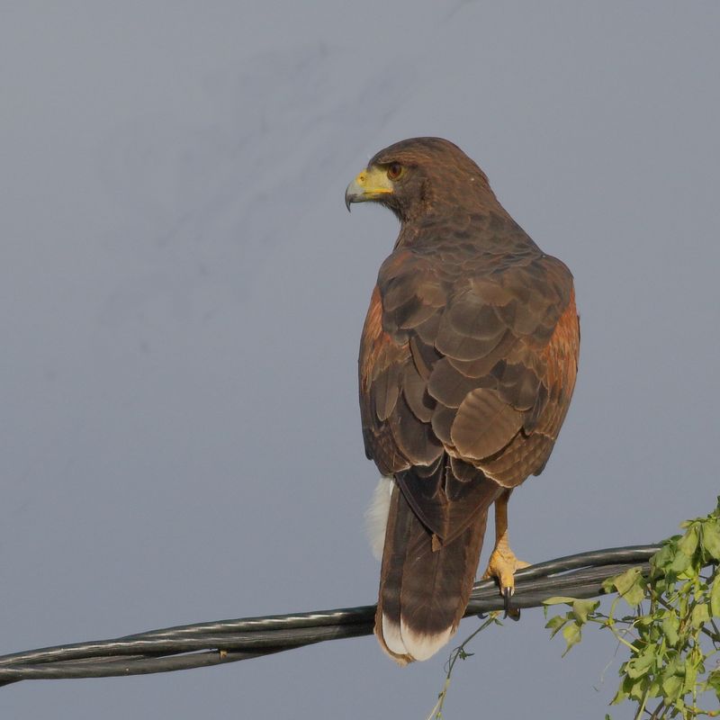 Harriss Hawk