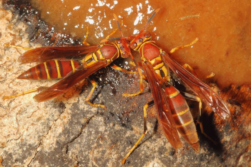 Polistes instabilis