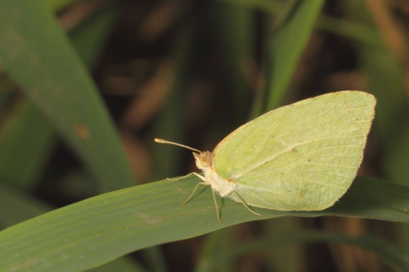 Lyside Sulphur