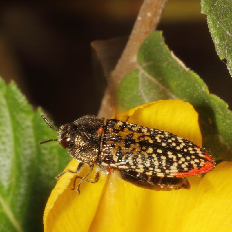 Acmaeodera haemorrhoa