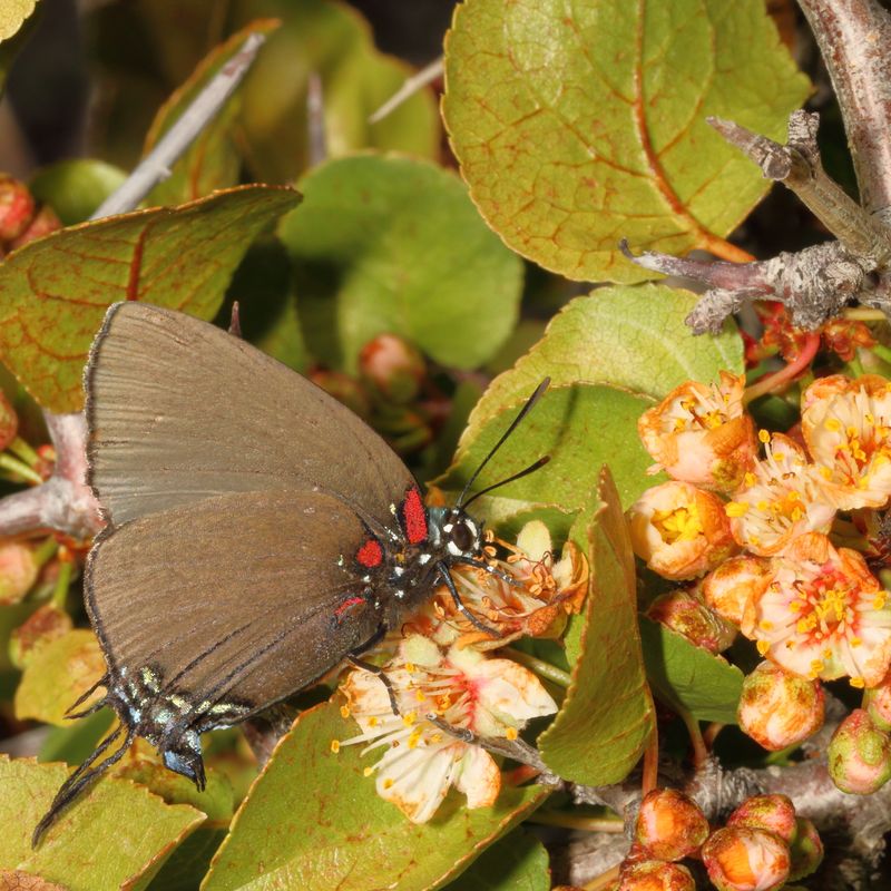 Great Purple Hairstreak ♀