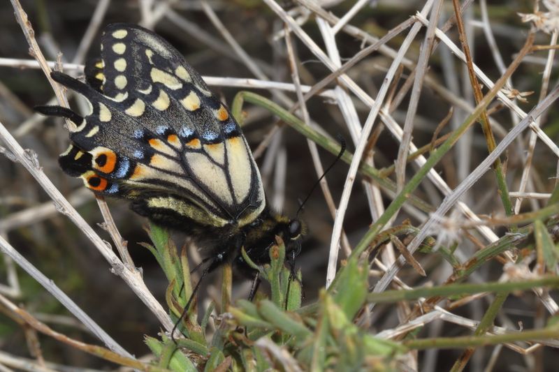 Desert Black Swallowtail