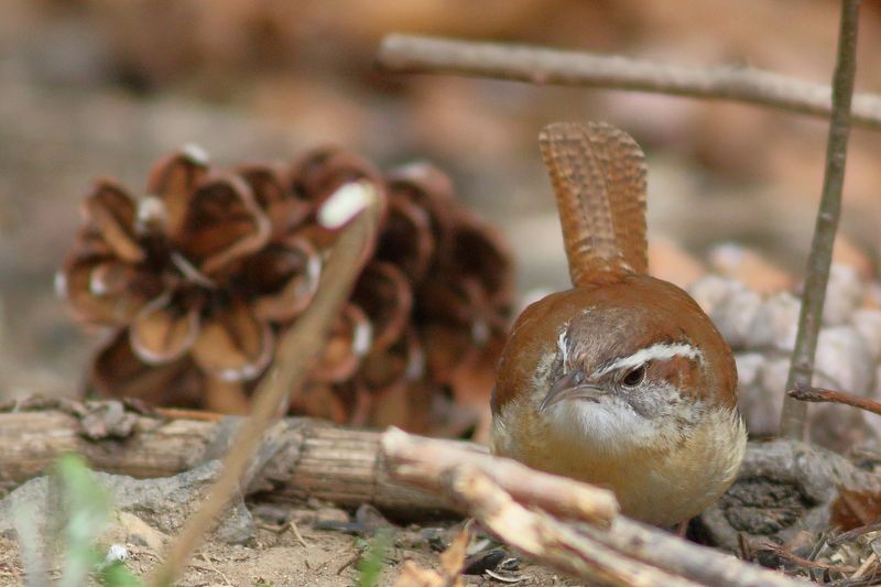 Carolina Wren