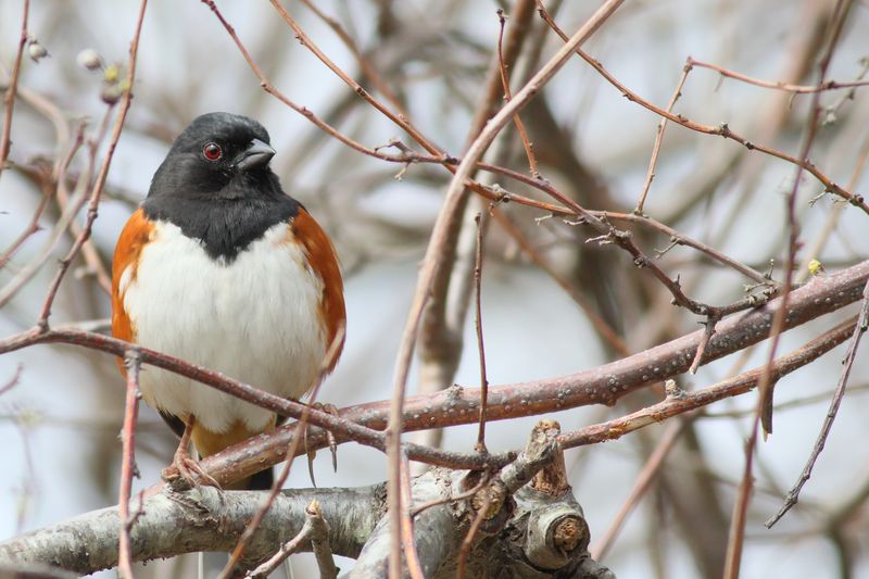 Eastern Towhee ♂