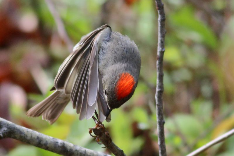 Ruby-crowned Kinglet
