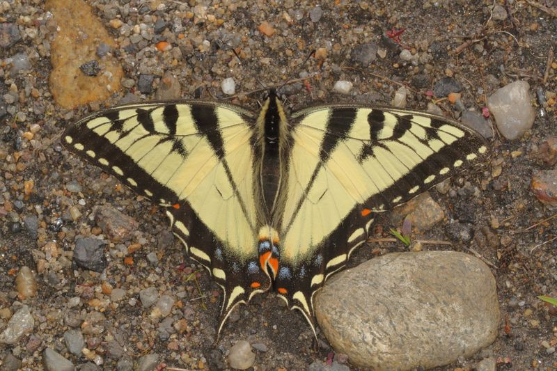 Eastern Tiger Swallowtail