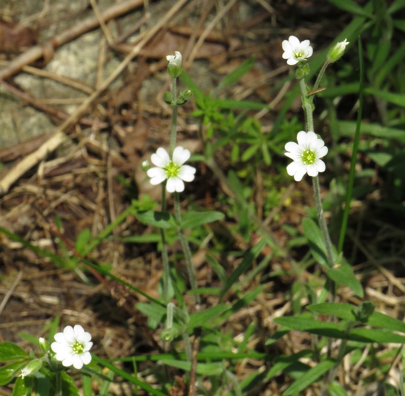 Mouse-ear Chickweeds * Genus Cerastium