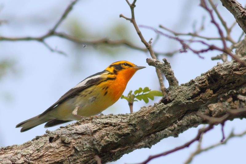 Blackburnian Warbler ♂