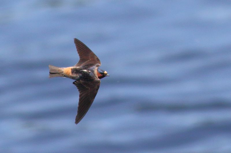 Cliff Swallow
