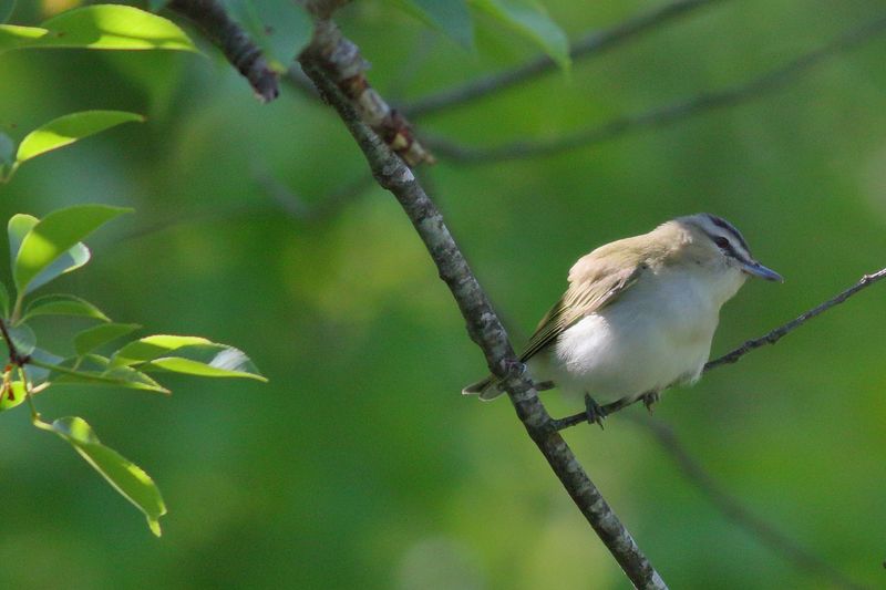 Red-eyed Vireo