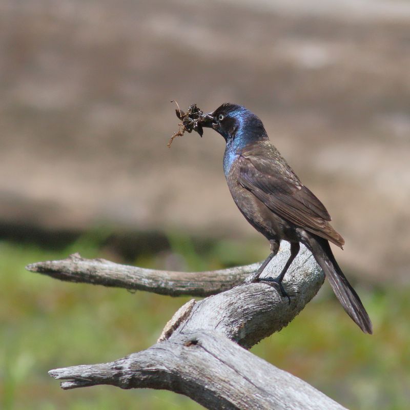 Common Grackle