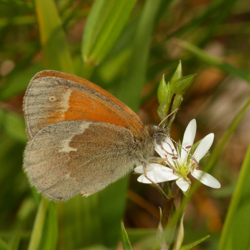 Common Ringlet
