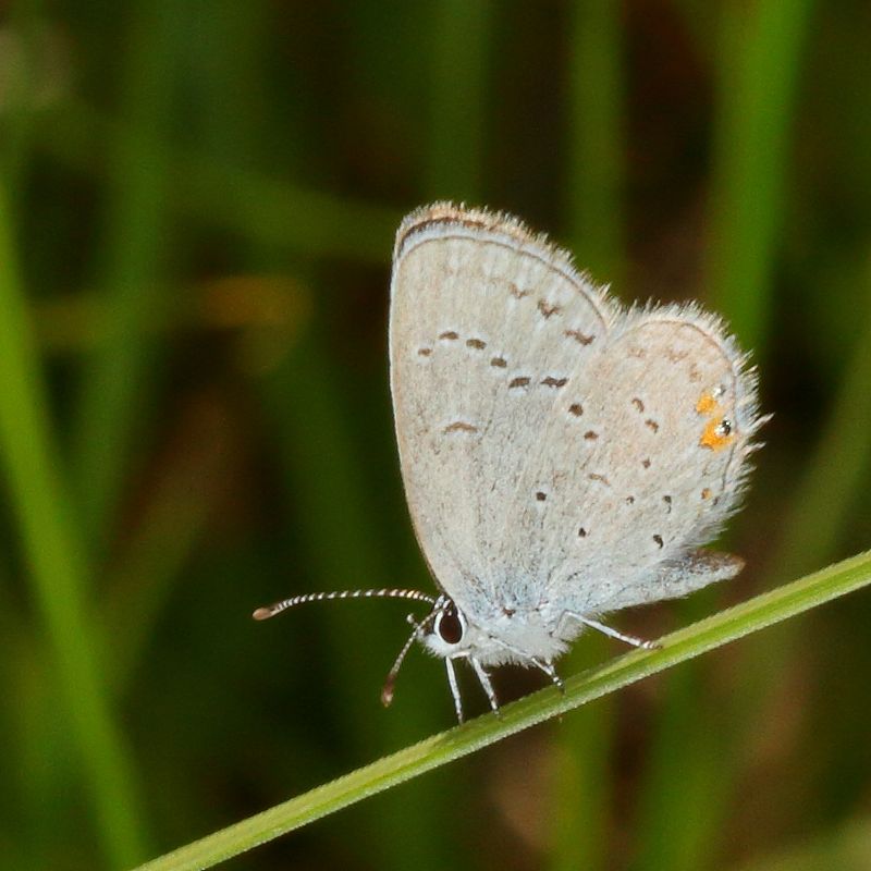 Eastern Tailed-Blue