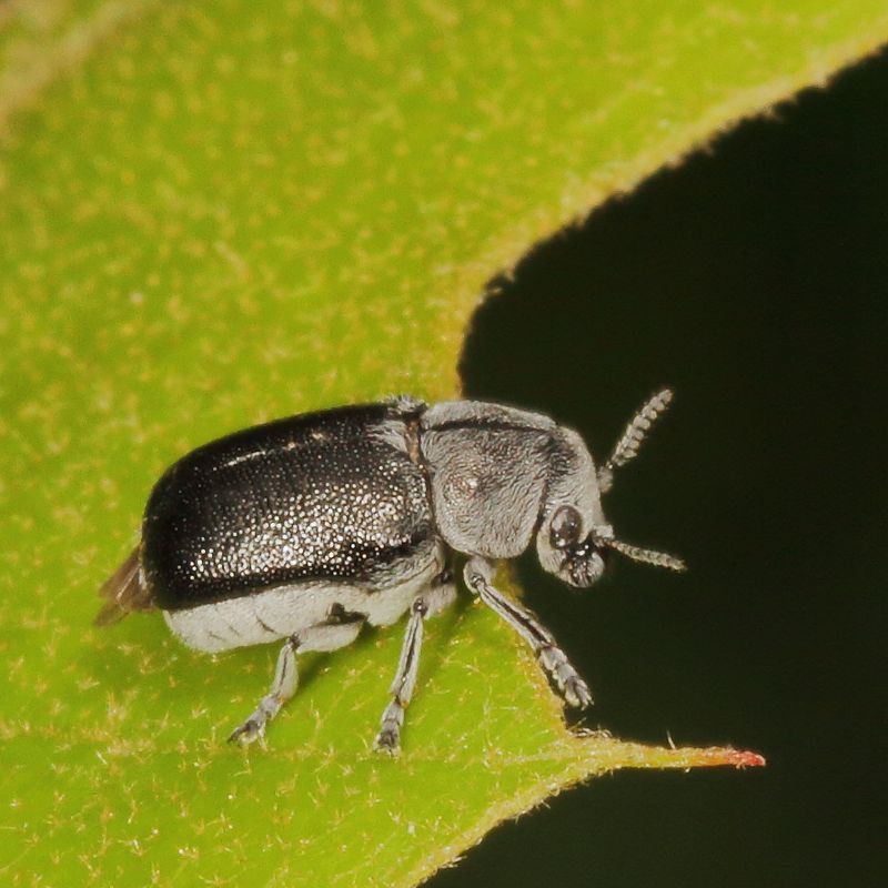 Coleothorpa dominicana
