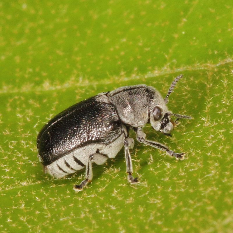 Coleothorpa dominicana