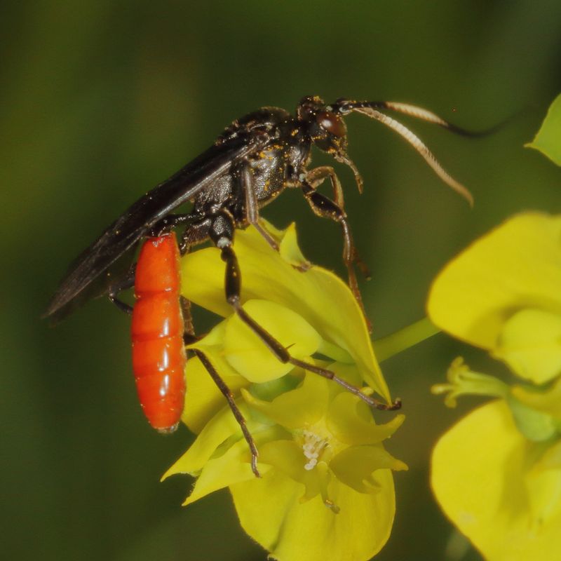 Family Ichneumonidae