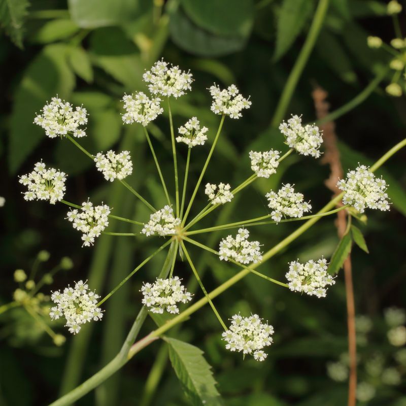 Water Hemlock * Cicuta maculata