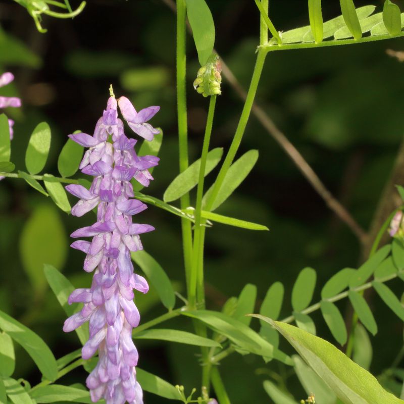 Tufted Vetch * Vicia cracca