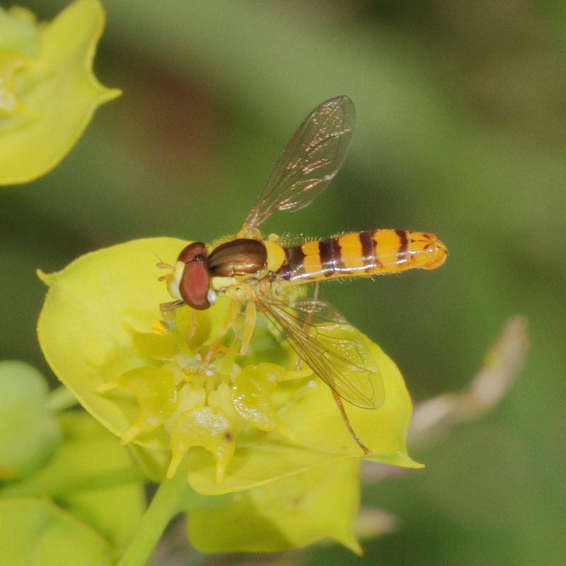 Genus Sphaerophoria