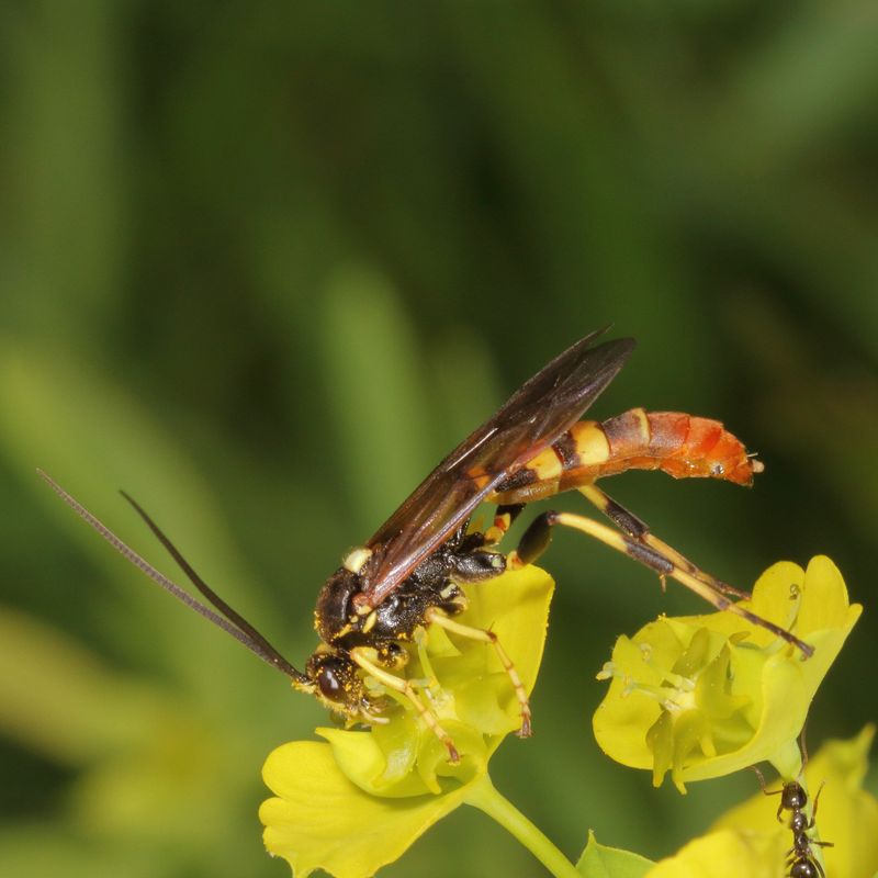 Family Ichneumonidae