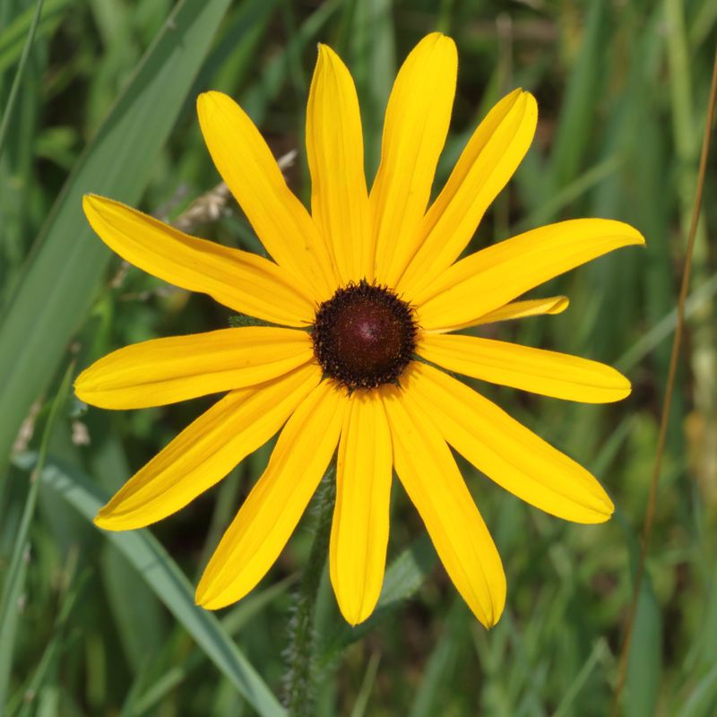 Black-eyed Susan * Rudbeckia hirta