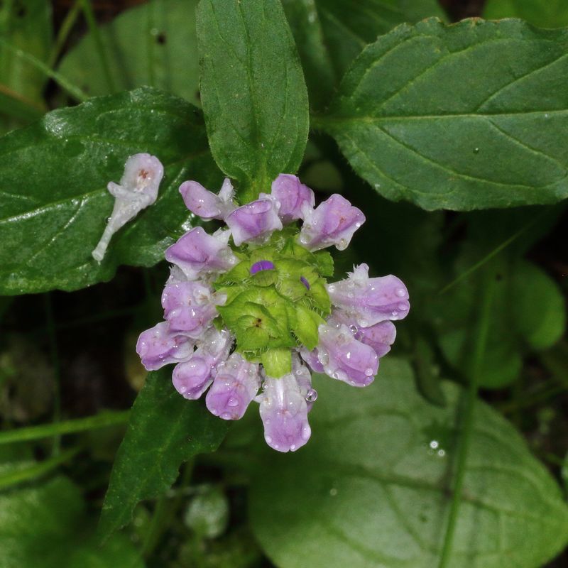 Self-heal * Prunella vulgaris