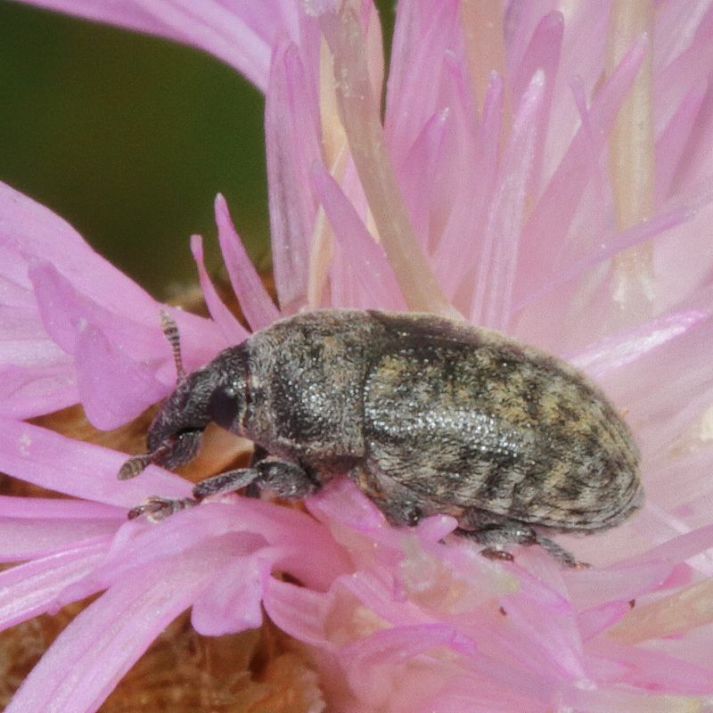 Larinus obtusus * Knapweed Seedhead Weevil