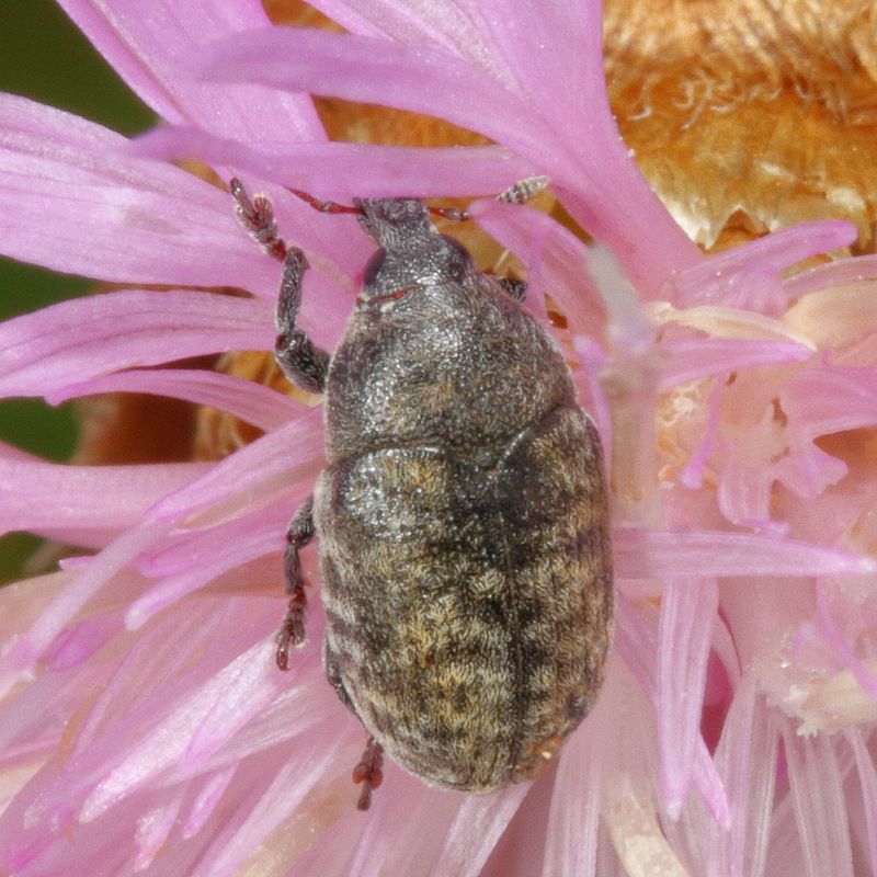 Larinus obtusus * Knapweed Seedhead Weevil