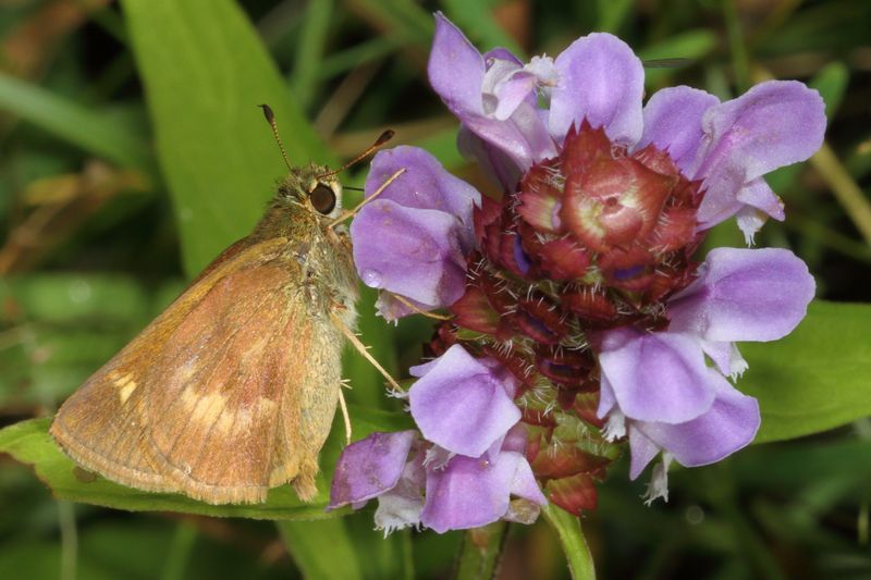 Northern Broken-Dash