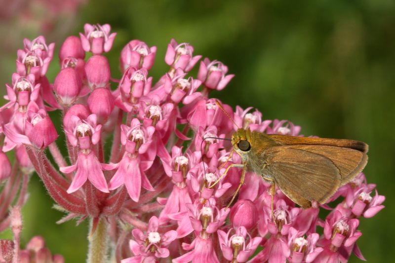 Dun Skipper