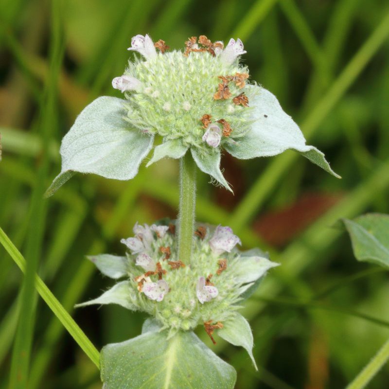  Clustered Mountainmint * Pycnanthemum muticum