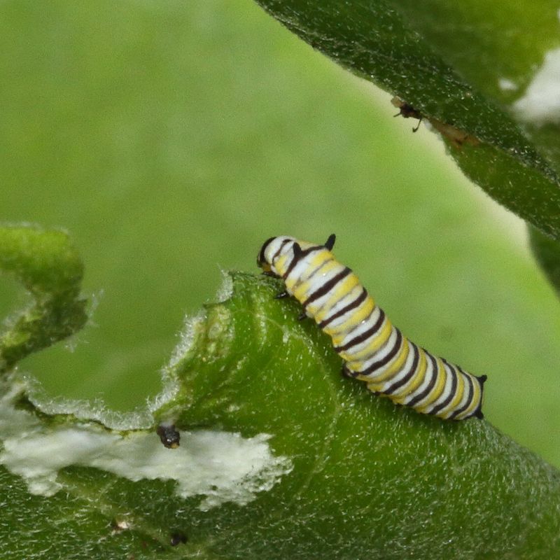 Monarch