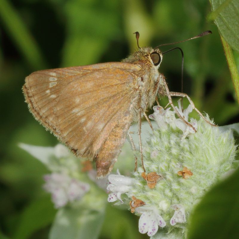 Little Glassywing