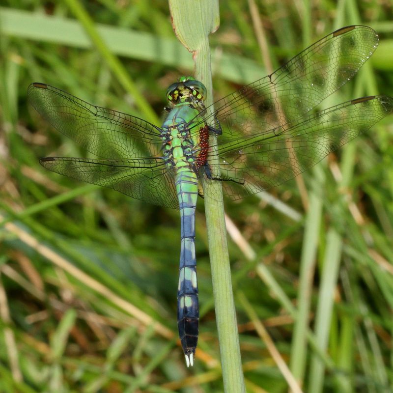 Common Pondhawk
