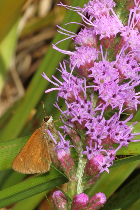 Broad-winged Skipper