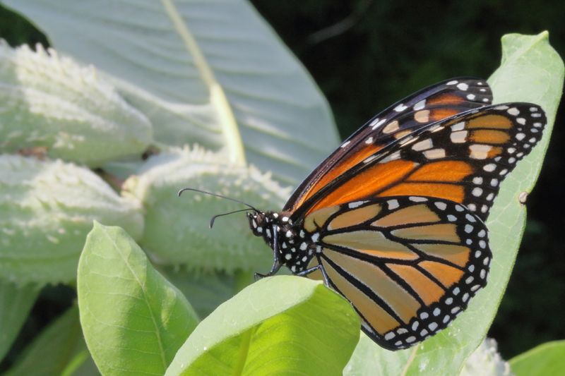 Monarch