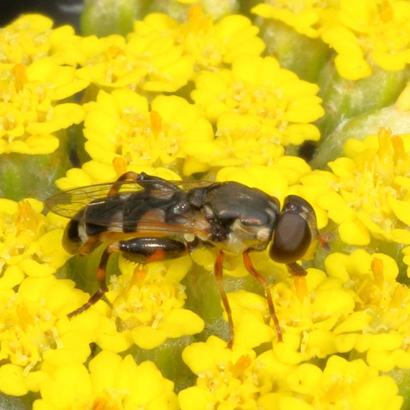Syritta pipiens