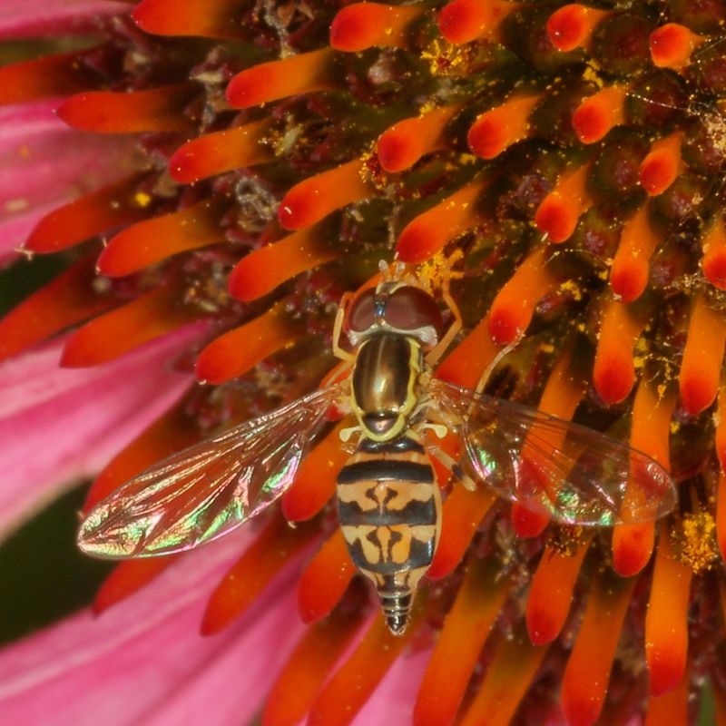 Toxomerus geminatus ♀