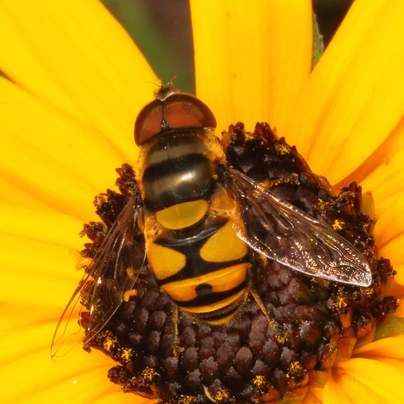 Eristalis transversa ♂