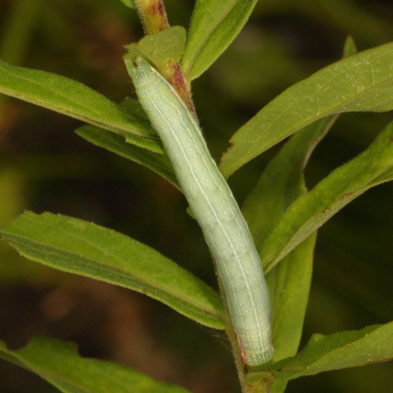 Hodges#9065 * Green Leuconycta * Leuconycta diphteroides
