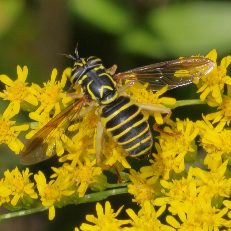 Spilomyia longicornis
