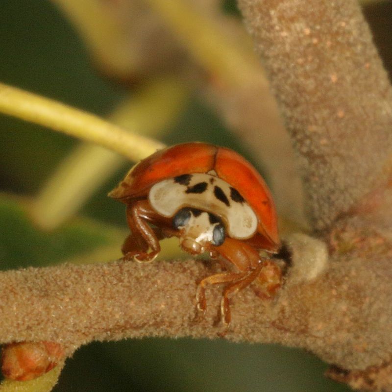 Harmonia axyridis
