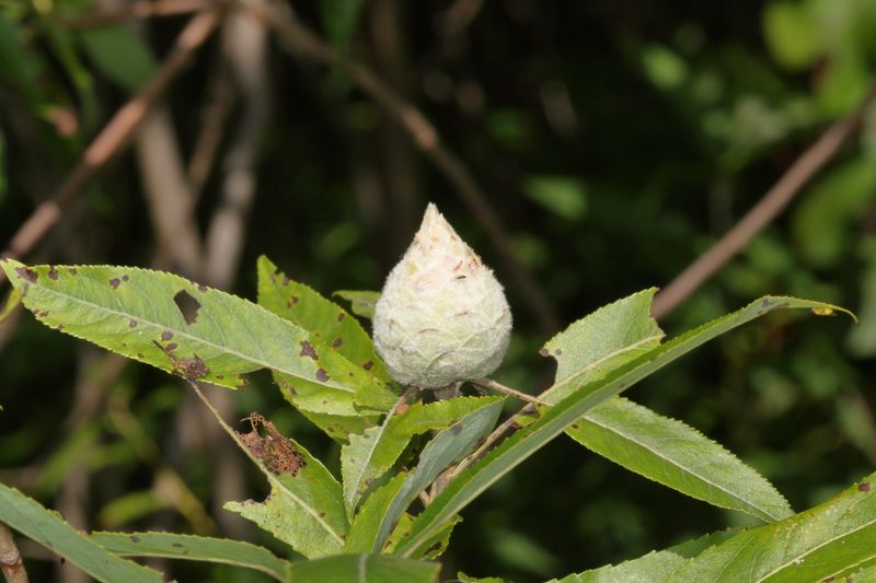 Rabdophaga strobiloides * Willow Pinecone Gall Midge