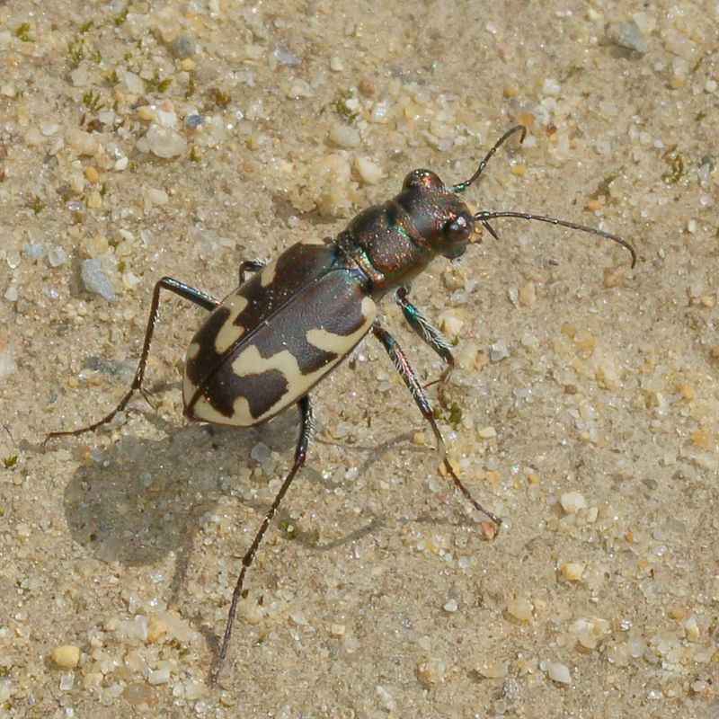 Cicindela formosa generosa