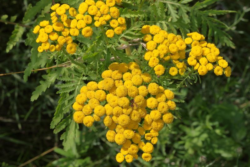Common Tansy * Tanacetum vulgare