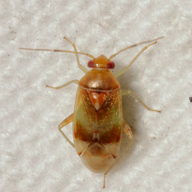 Genus Neolygus