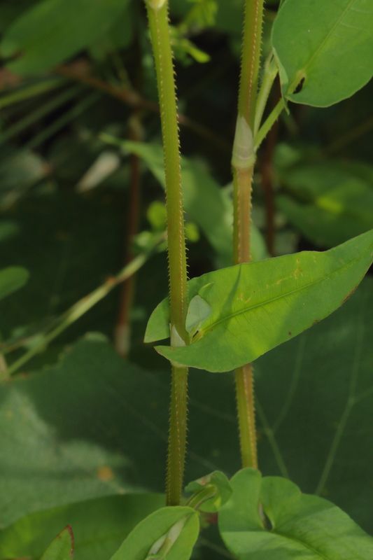 Arrow-leaved Tearthumb * Persicaria sagittata
