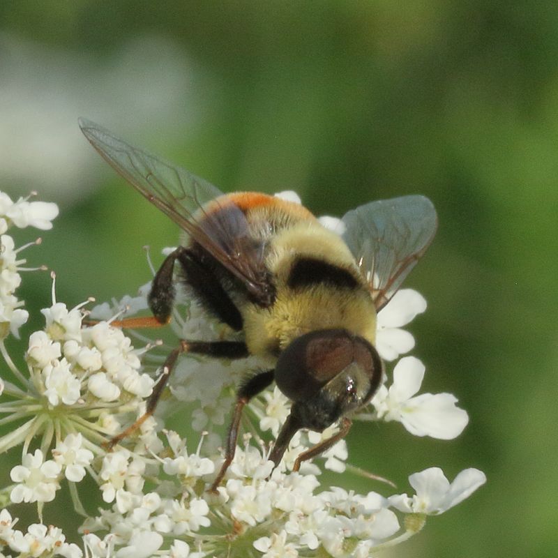 Eristalis flavipes * Orange-legged Drone Fly