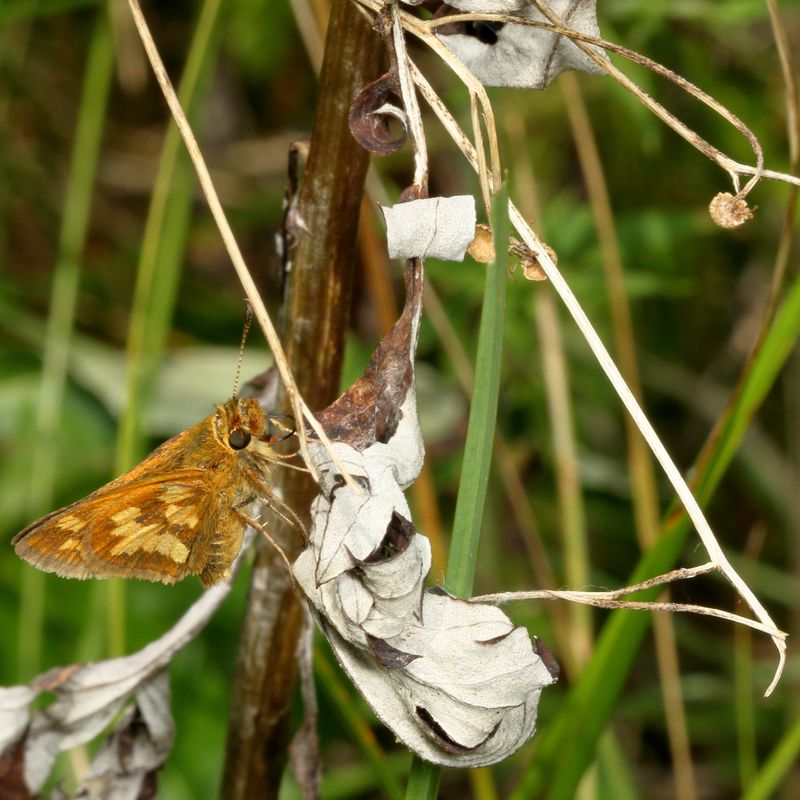 Pecks Skipper