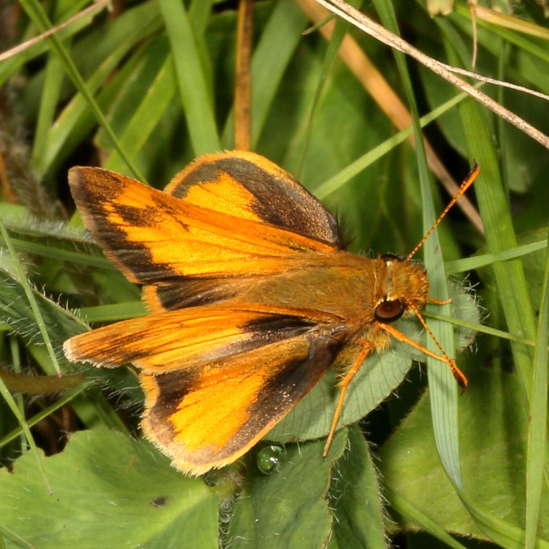 Zabulon Skipper ♂
